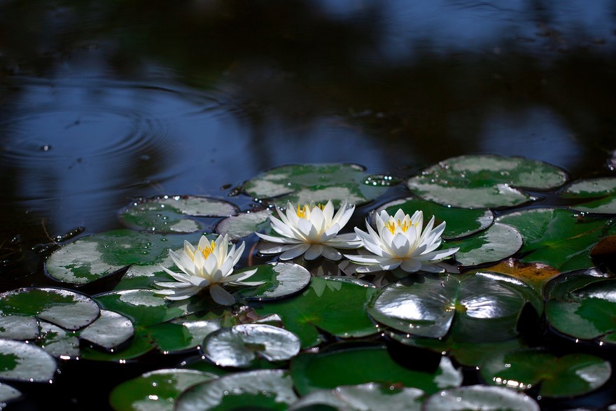 Laghetto artificiale in giardino. L'unico limite è la fantasia