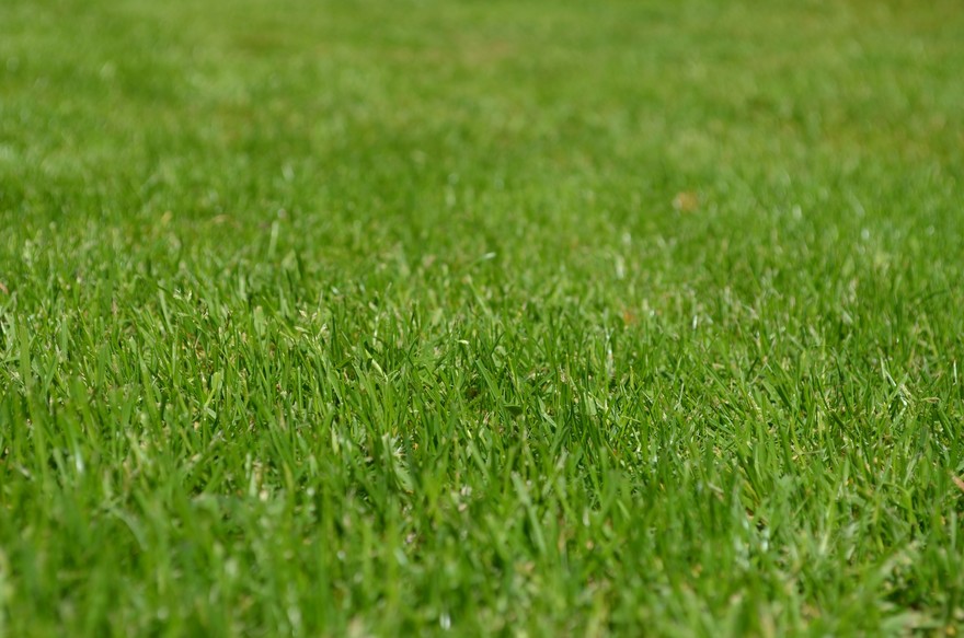 Come rigenerare il prato del giardino 