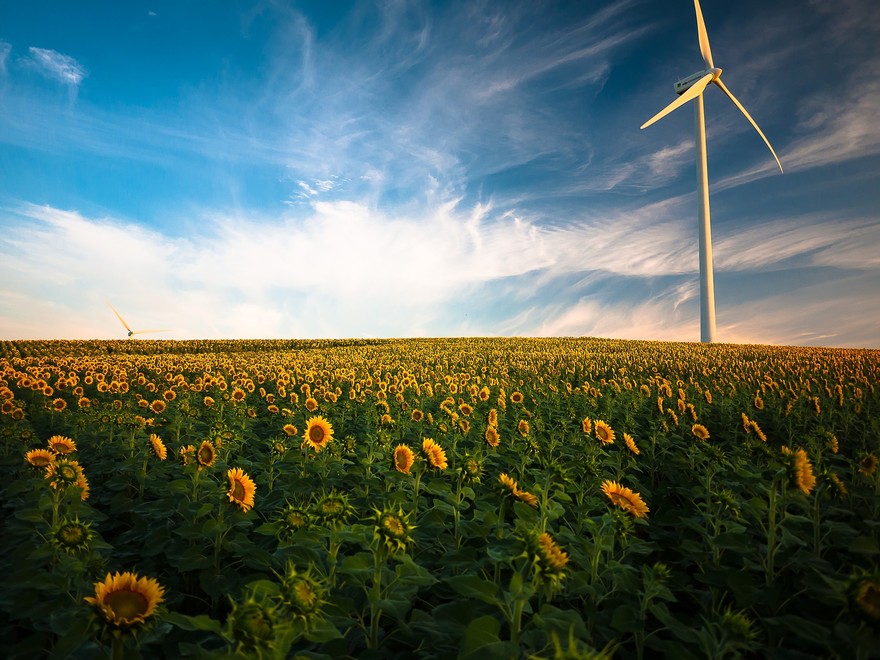 sunflowers-1853323_1920.jpg