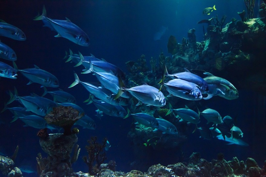 Un acquario per arredare e rendere la casa ‘viva’