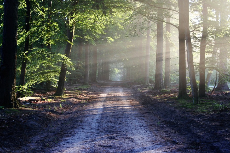 Cop26: 6,6 milioni di alberi salvaclima con il Pnrr