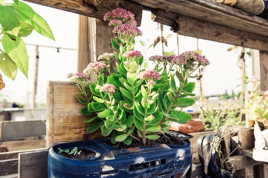 Una tendenza incentrata sul recupero: l'urban gardening