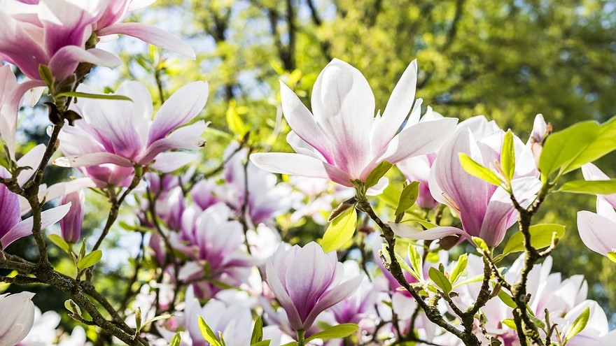 Arriva la primavera: ecco le piante da piantumare con la bella stagione 