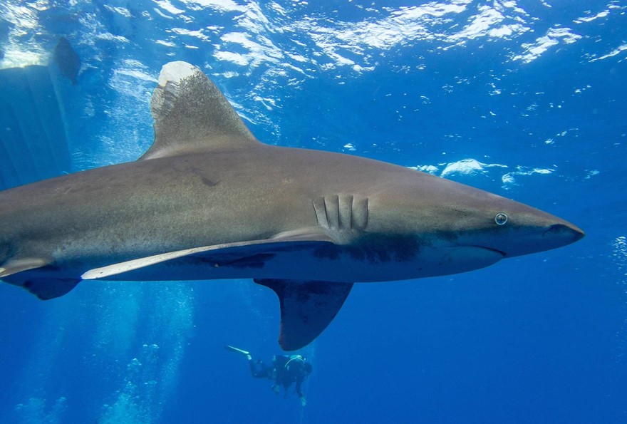 Australia, 17enne uccisa da uno squalo a 100 metri dalla riva