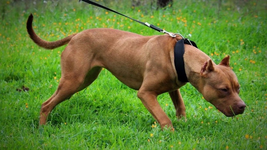 Napoli, affidato ai veterinari il cane che ha ucciso la bimba
