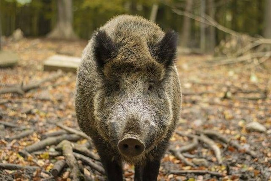 Cosenza, 60enne muore aggredito da cinghiale
