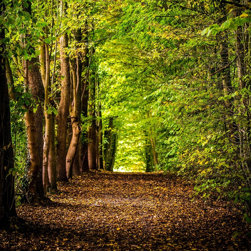 Parco Nazionale Foreste Casentinesi