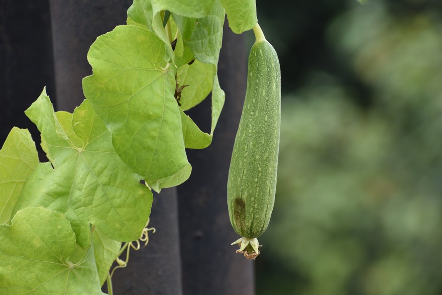 Luffa